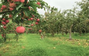 Осенние удобрения не должны содержать азот, так как предназначены для подготовки плодовых деревьев к зиме