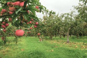 Осенние удобрения не должны содержать азот, так как предназначены для подготовки плодовых деревьев к зиме
