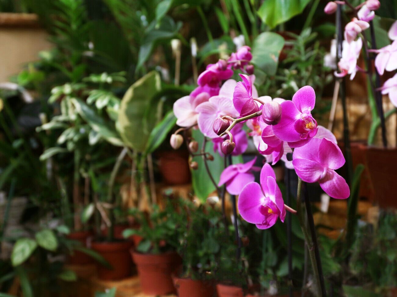 По словам эксперта, после просушки субстрата грибы исчезнут сами