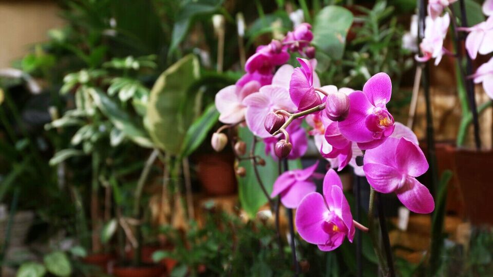 По словам эксперта, после просушки субстрата грибы исчезнут сами