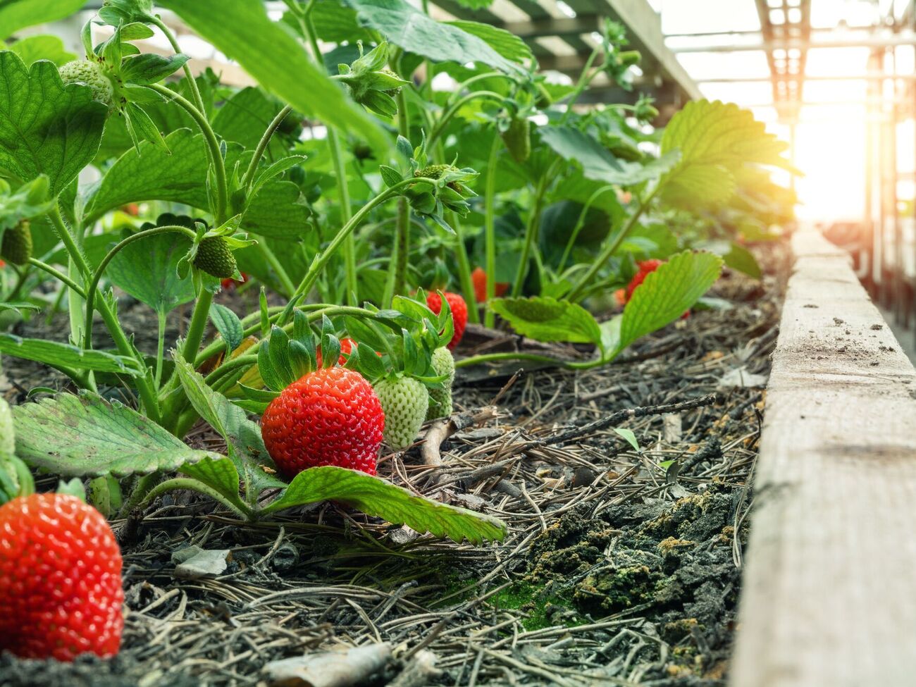 Восени не варто підживлювати полуницю сухими добривами