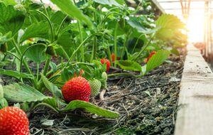 Осенью не стоит делать подкормку клубнику сухими удобрениями