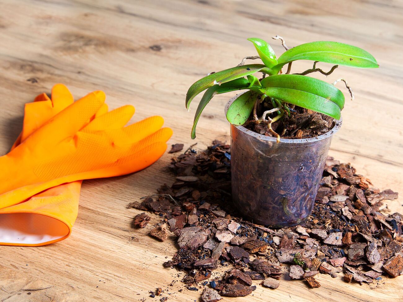 Горшок для орхидеи не должен быть слишком широким