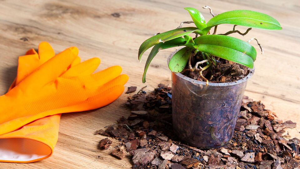 Горщик для орхідеї не має бути надто широким