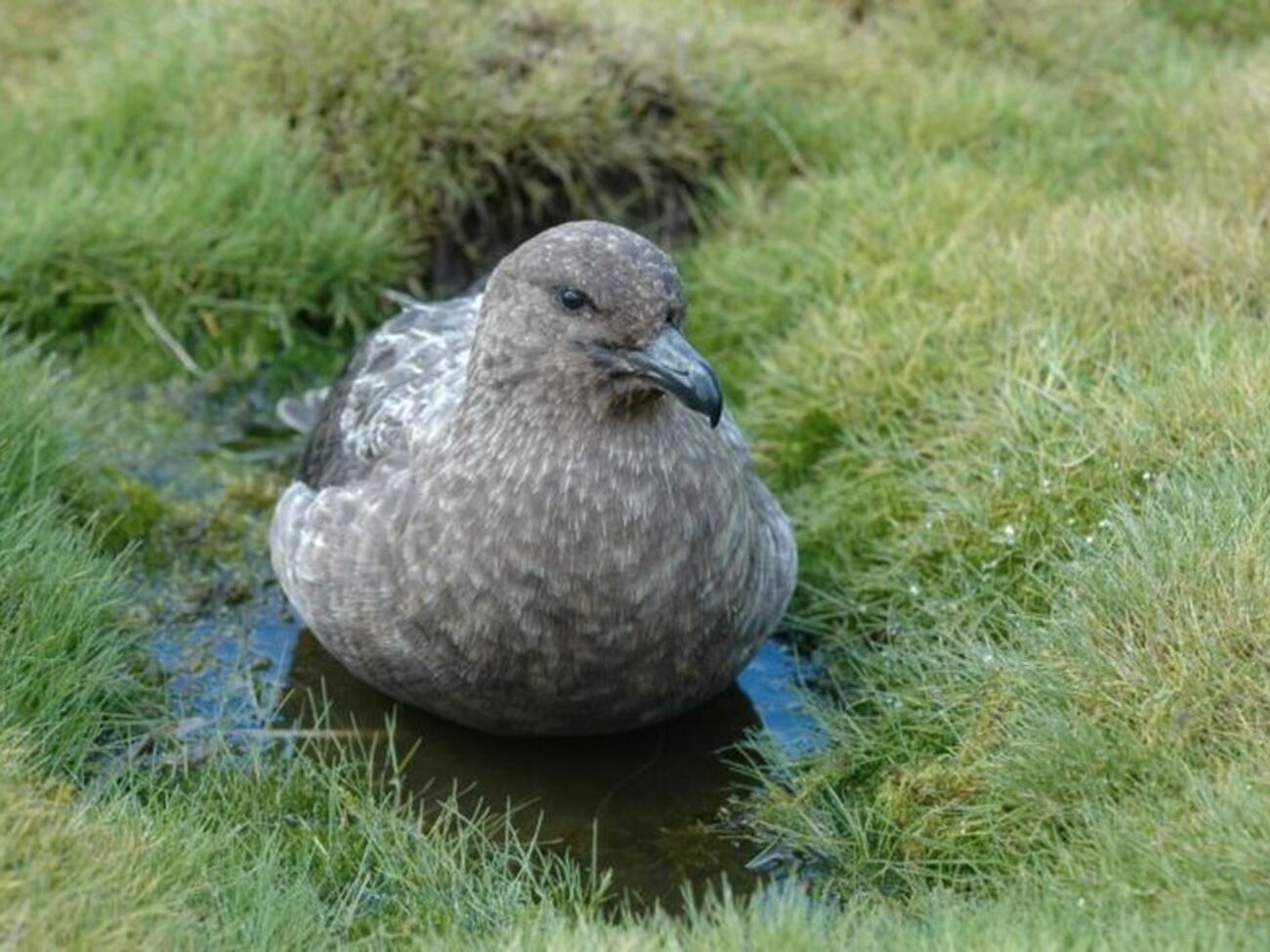 Птичий грипп был обнаружен в колонии бурого поморника