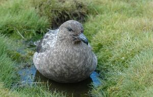 Птичий грипп был обнаружен в колонии бурого поморника