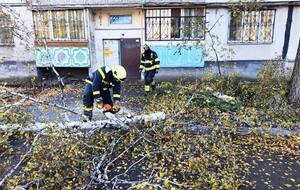 За словами Кличка, зафіксовано факти падіння або пошкодження понад 250 дерев