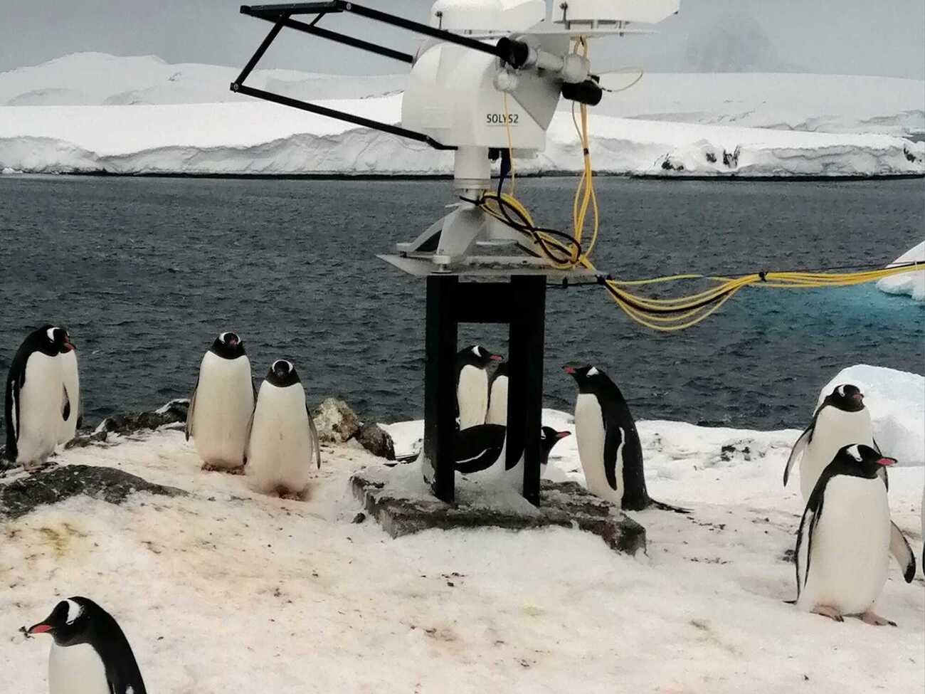 Мировая наука в безопасности: полярники и пингвины прекрасно сосуществуют вместе, говорят в центре