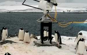 Мировая наука в безопасности: полярники и пингвины прекрасно сосуществуют вместе, говорят в центре