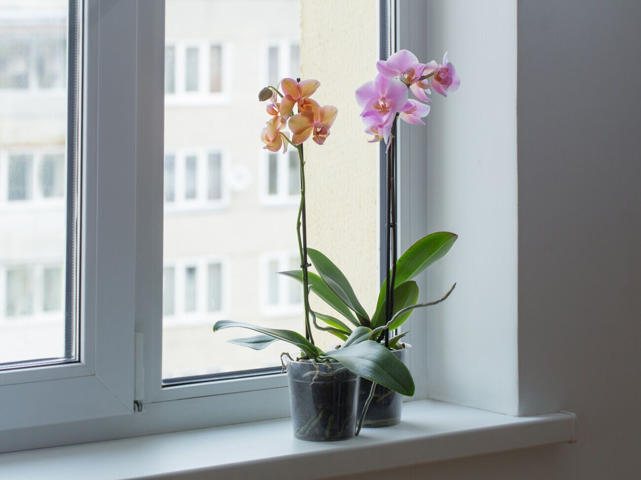 Для полива орхидей необходимо использовать отстоянную или отфильтрованную мягкую воду