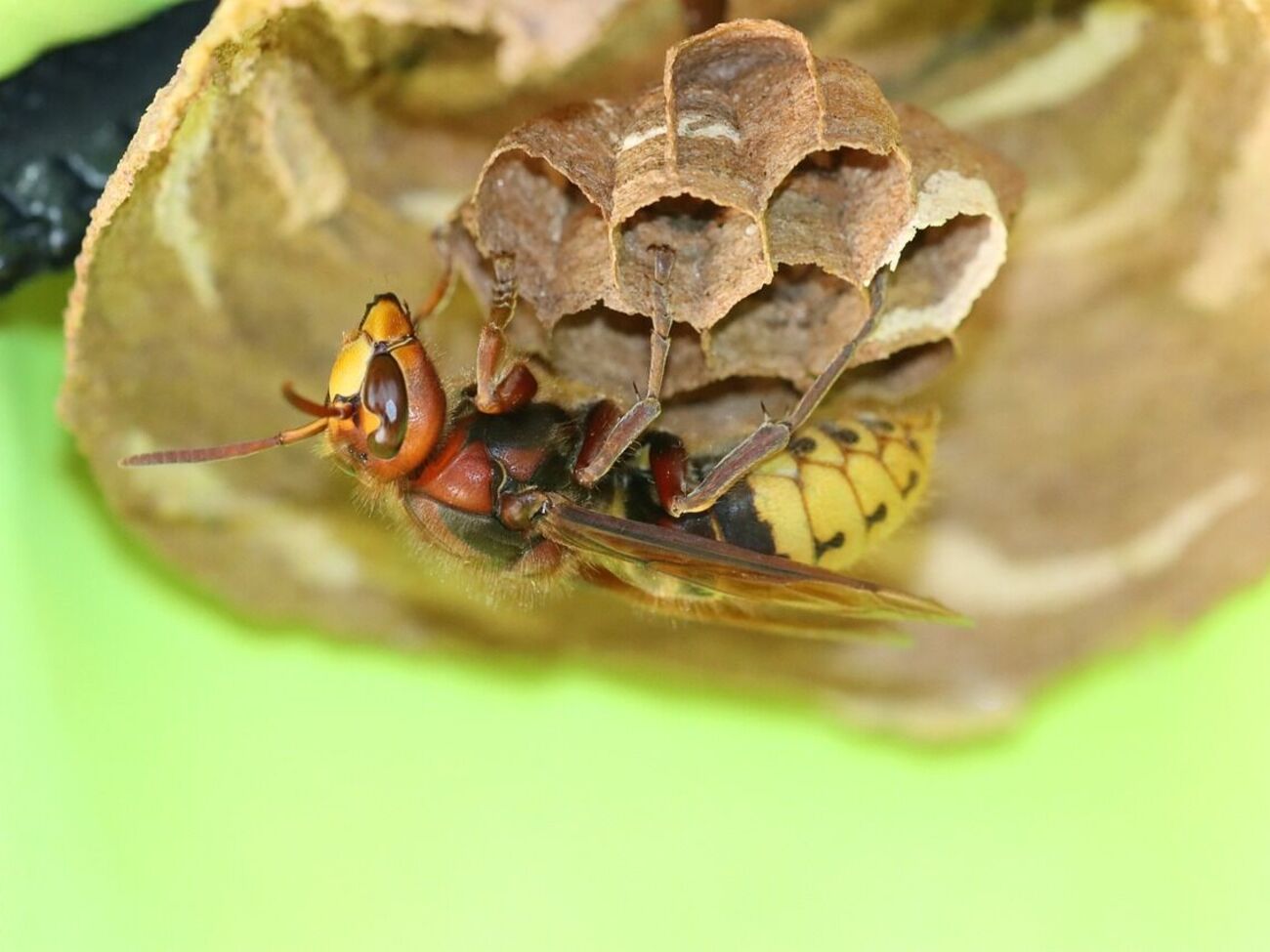 По данным полиции, шершни прятались в дереве
