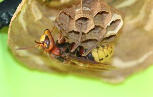 По данным полиции, шершни прятались в дереве