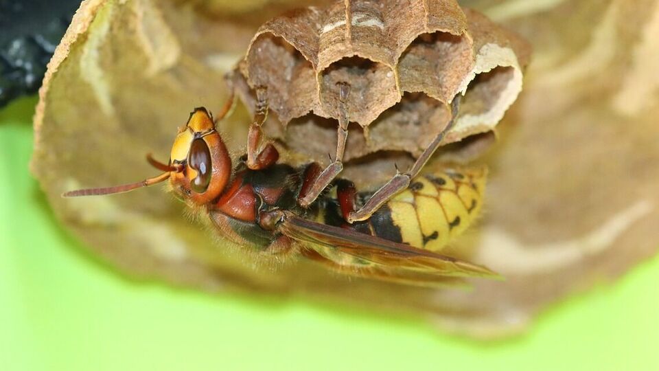 По данным полиции, шершни прятались в дереве