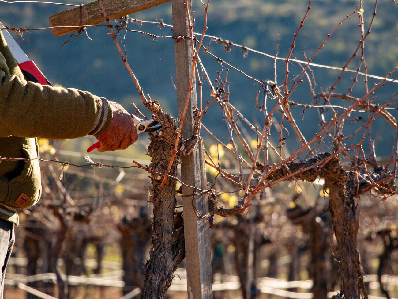 Прежде чем начать обрезку винограда, нужно сначала удалить лишние зеленые побеги