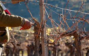 Прежде чем начать обрезку винограда, нужно сначала удалить лишние зеленые побеги