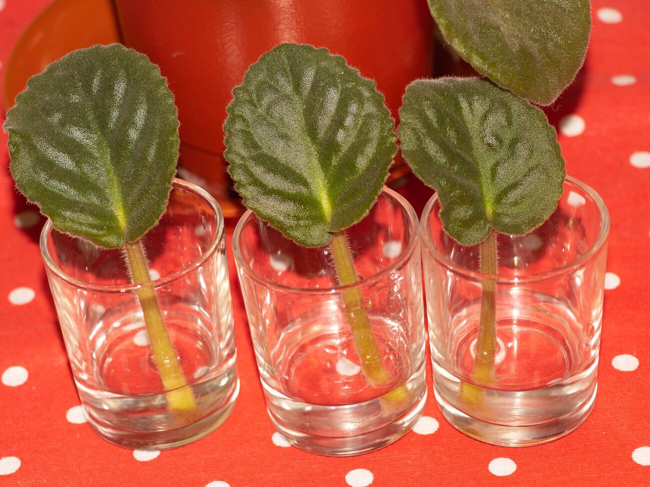 Из одного листа можно получить полноценный цветок