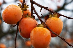 По словам Клопотенко, какой сорт хурмы выбрать, зависит от вкусовых предпочтений