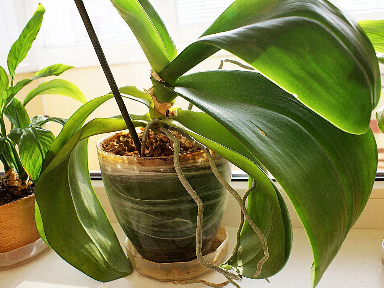 Для подкормки орхидей можно использовать кожуру бананов или яичную скорлупу