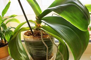 Для подкормки орхидей можно использовать кожуру бананов или яичную скорлупу