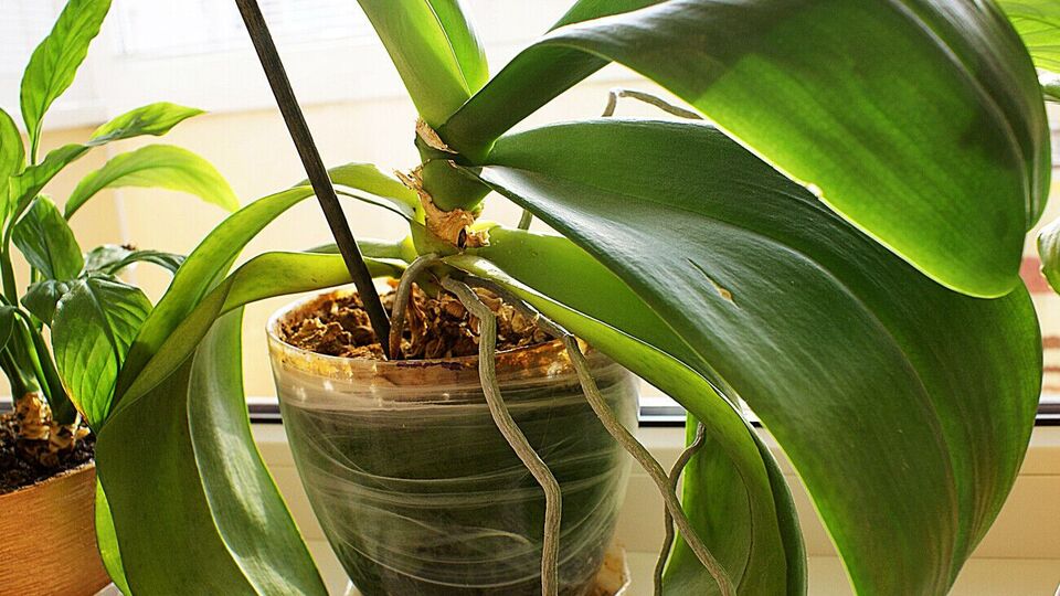 Для подкормки орхидей можно использовать кожуру бананов или яичную скорлупу