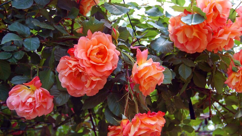 Розы будут пышными и красивыми