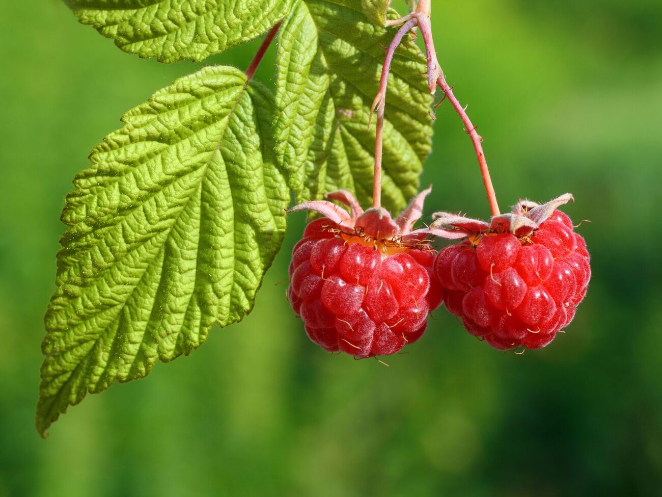Малину следует укрывать на зиму, чтобы она не вымерзла