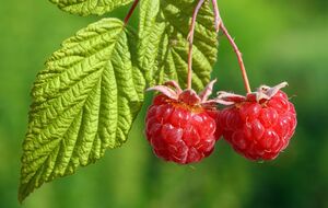 Малину следует укрывать на зиму, чтобы она не вымерзла