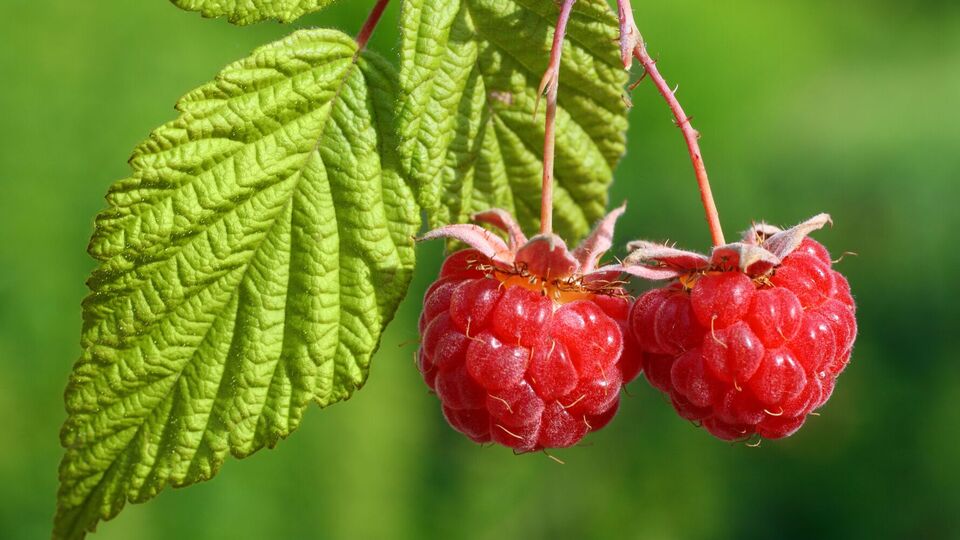 Малину следует укрывать на зиму, чтобы она не вымерзла