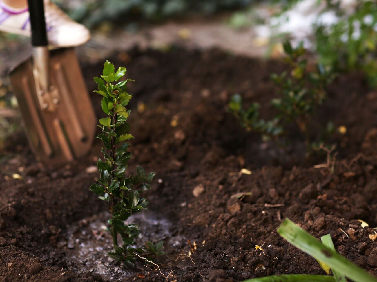 У растений, перезимовавших после посадки, хороший иммунитет
