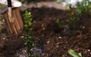 У растений, перезимовавших после посадки, хороший иммунитет