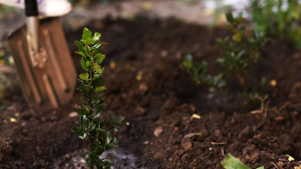 У растений, перезимовавших после посадки, хороший иммунитет