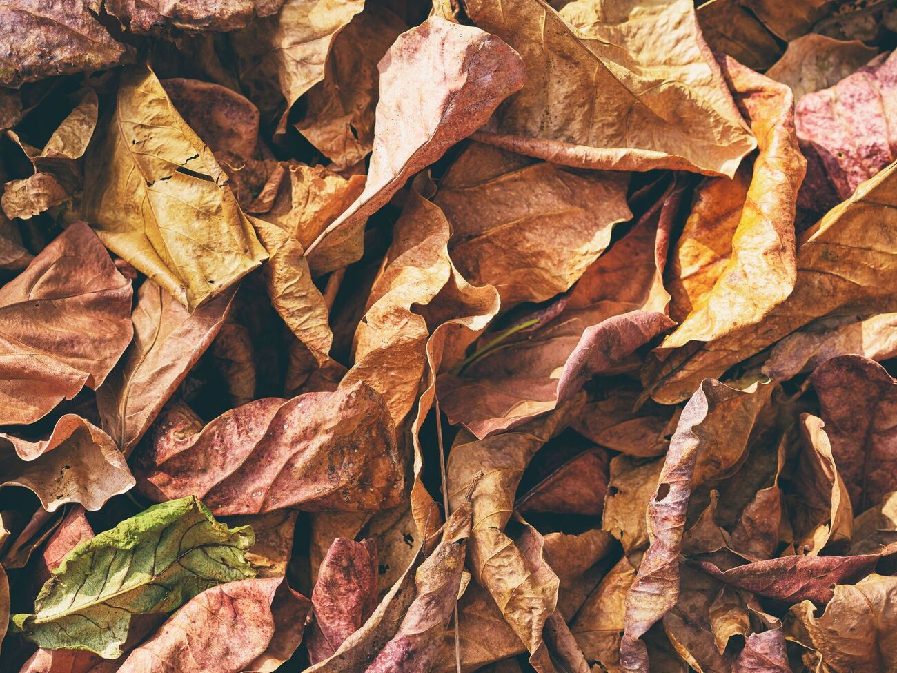 Листя можна утилізувати з користю