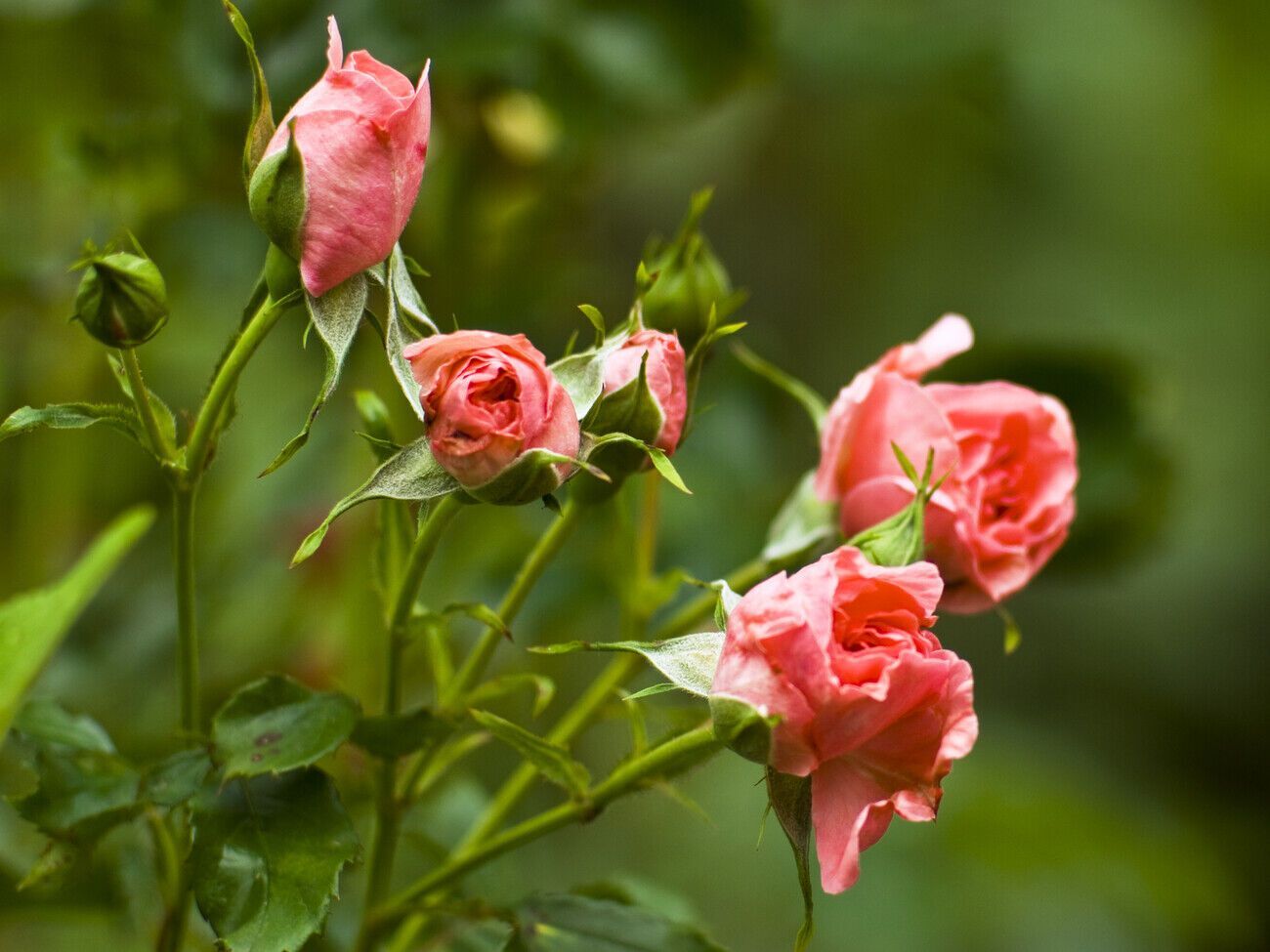 Розы обрабатывать нужно перед зимой, когда температура воздуха начинает снижаться