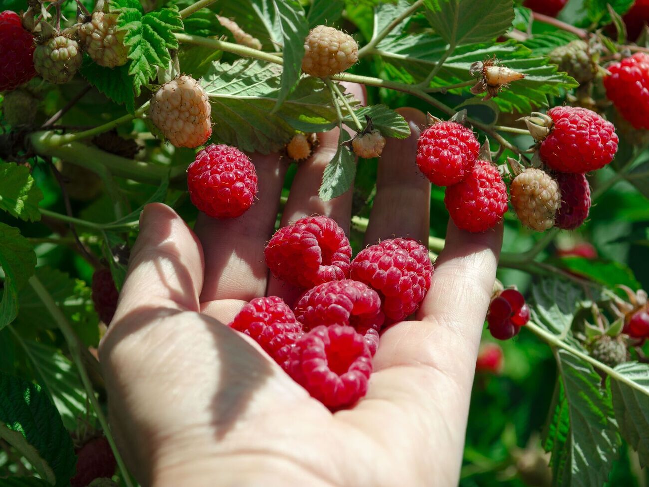 Малина даст хороший урожай