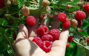 Малина даст хороший урожай