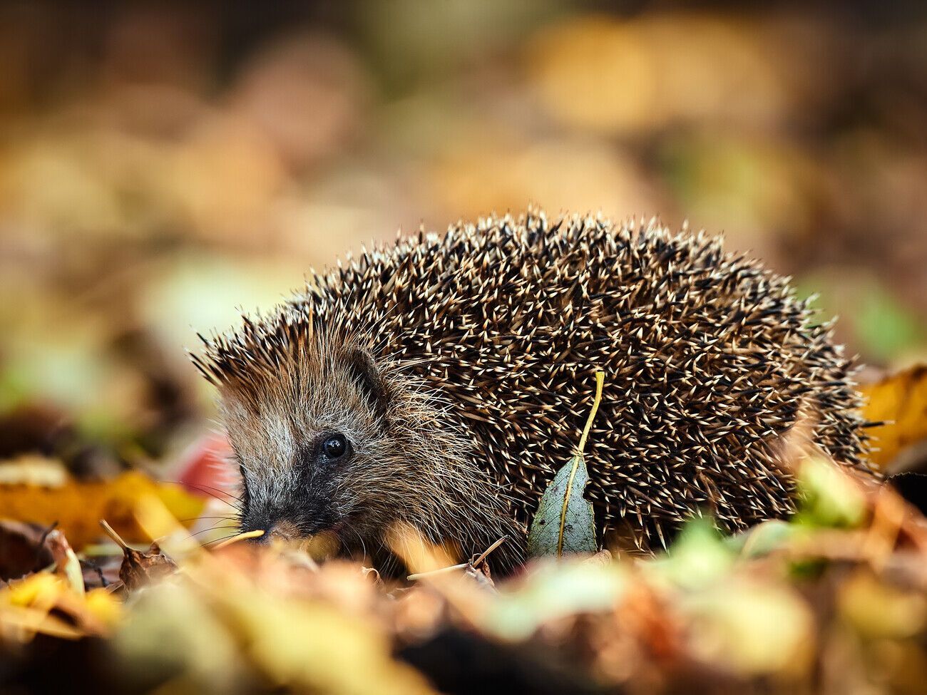 Щоб допомогти тварині, необхідно в першу чергу потурбуватися про свою безпеку – брати їжака необхідно в рукавицях