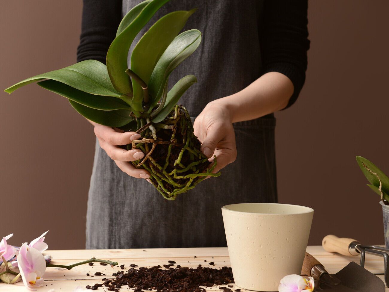 Перед тим, як почати відрощувати нову кореневу систему, потрібно видалити старе і гниле коріння