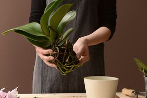 Перед тим, як почати відрощувати нову кореневу систему, потрібно видалити старе і гниле коріння