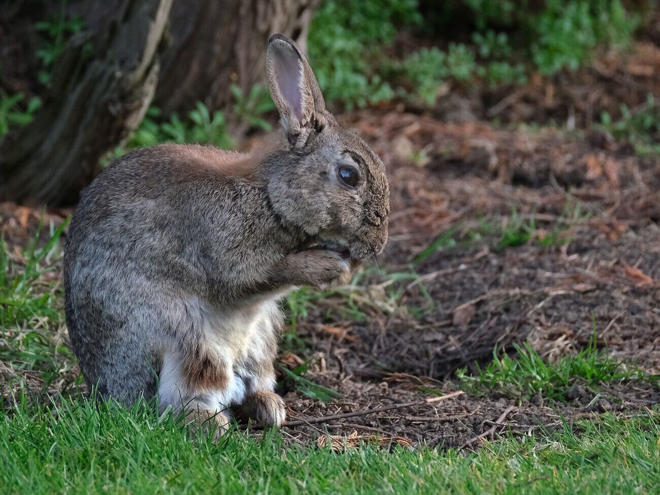 Щоб захистити дерева від шкідників, стволи можна обмотати спеціальною захисною сіткою