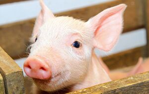 Карантин через виявлення африканської чуми свиней оголосили на територіях Опішнянської, Градизької й Хорольської громад, зазначили в Полтавській ОВА