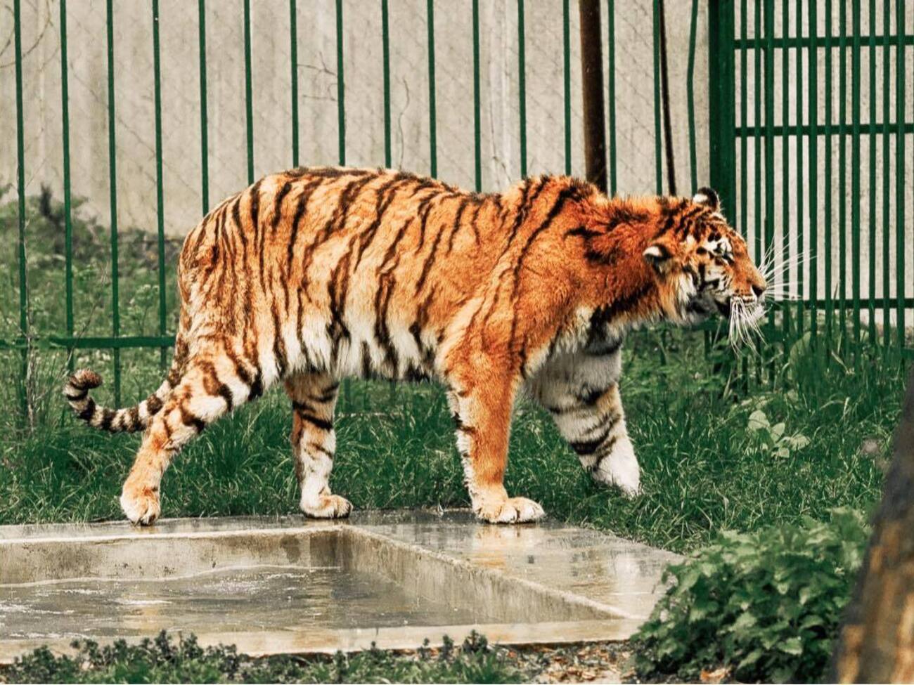 Тигрюля постраждала під час атаки росіян 11 листопада