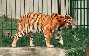 Тигрюля постраждала під час атаки росіян 11 листопада