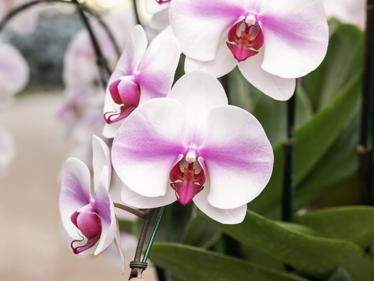 Курячі кістки багаті на калій і кальцій, фосфор і азот, а також на мінерали й органічні речовини, які важливі для росту і розвитку орхідей