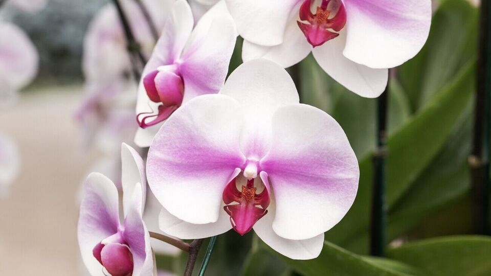 Курячі кістки багаті на калій і кальцій, фосфор і азот, а також на мінерали й органічні речовини, які важливі для росту і розвитку орхідей