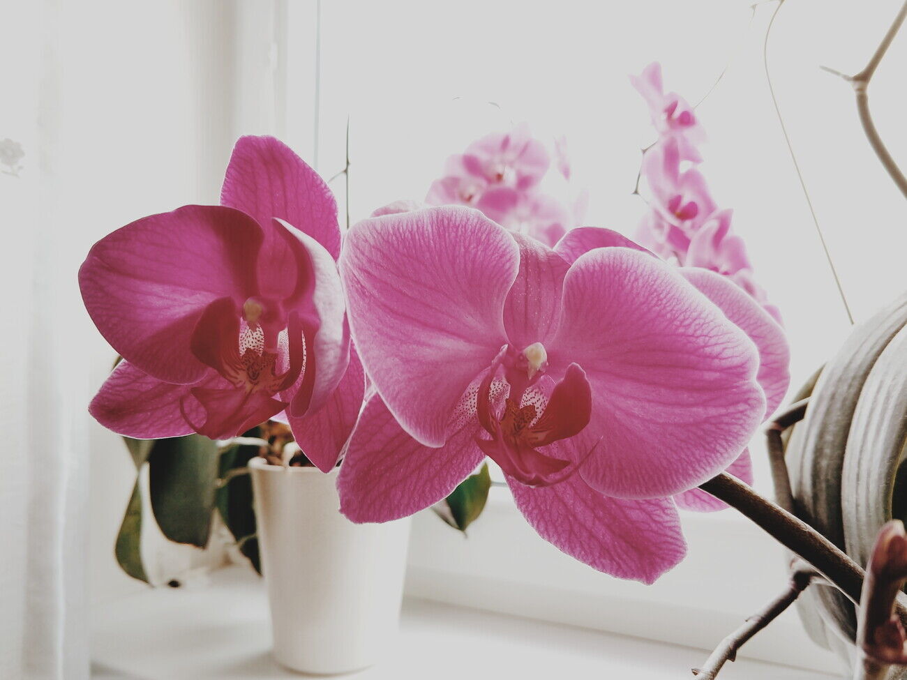 Підживлення, приготовлене з використанням часнику, можна чергувати з іншими видами добрив