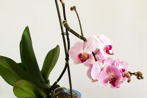 Щоб зрозуміти, чи досить рослині води, зверніть увагу на коріння. Якщо воно зелене та блискуче, отже, орхідея не потребує частого поливання