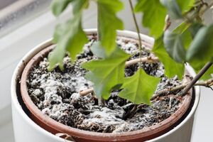 Щоб цвіль не з'являлася, контролюйте полив рослини