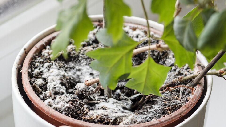 Щоб цвіль не з'являлася, контролюйте полив рослини