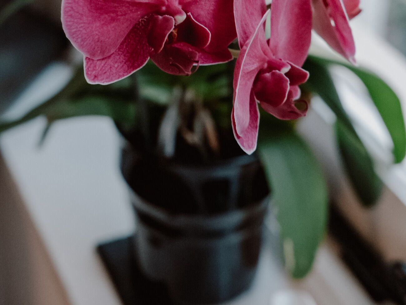 Оптимальная температура для орхидей составляет от 20 до 30 °C днем ​​и от 18 до 25 °C ночью