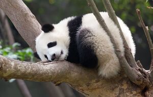 Китай давно використовує "дипломатію панд", щоб заслужити прихильність інших країн або ж "покарати противників"